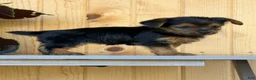 Yorkshire Terrier dogs for sale: Cheers - Ad 4