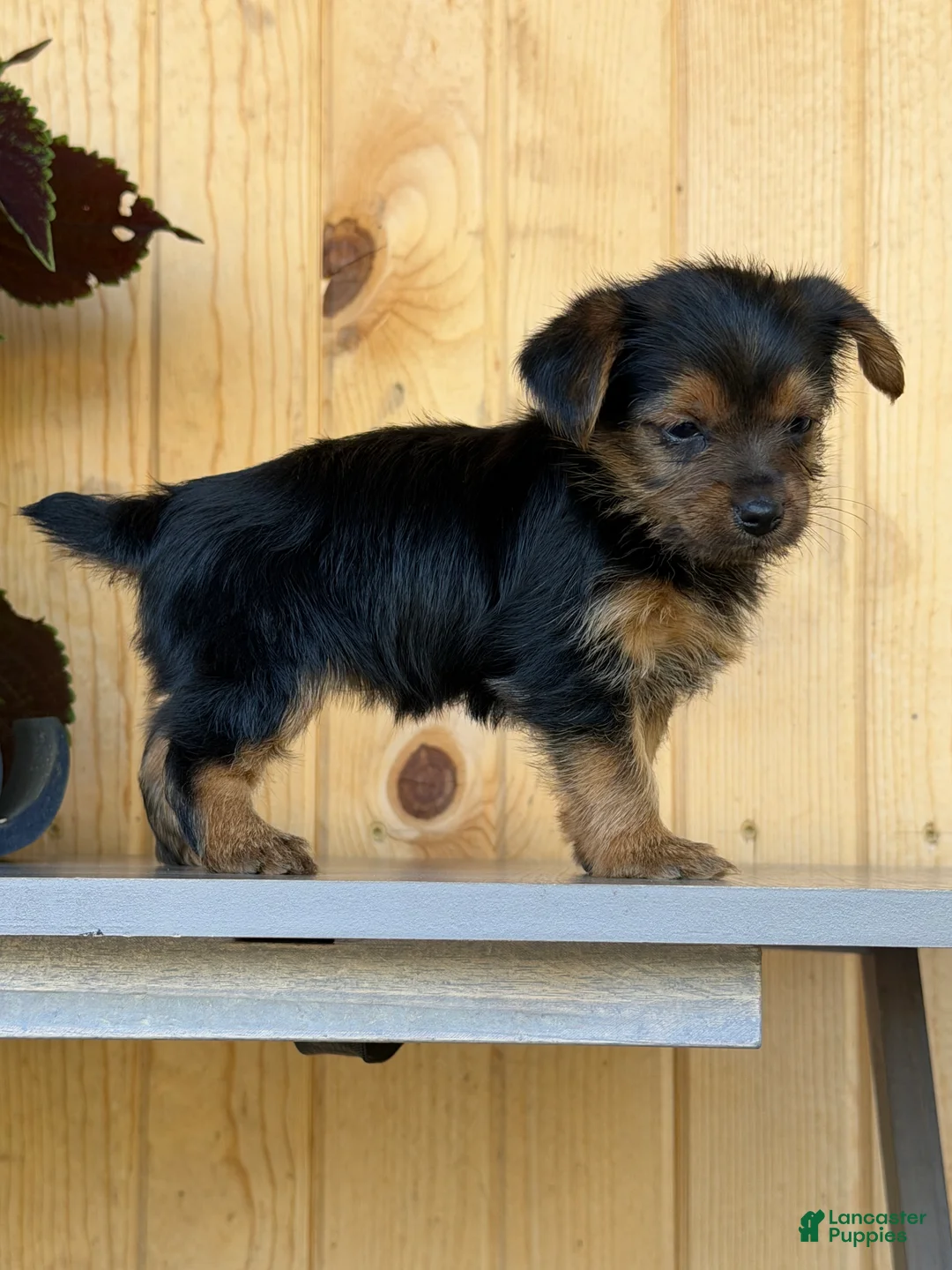 Yorkshire Terrier dogs for sale: Cheers - Ad 4