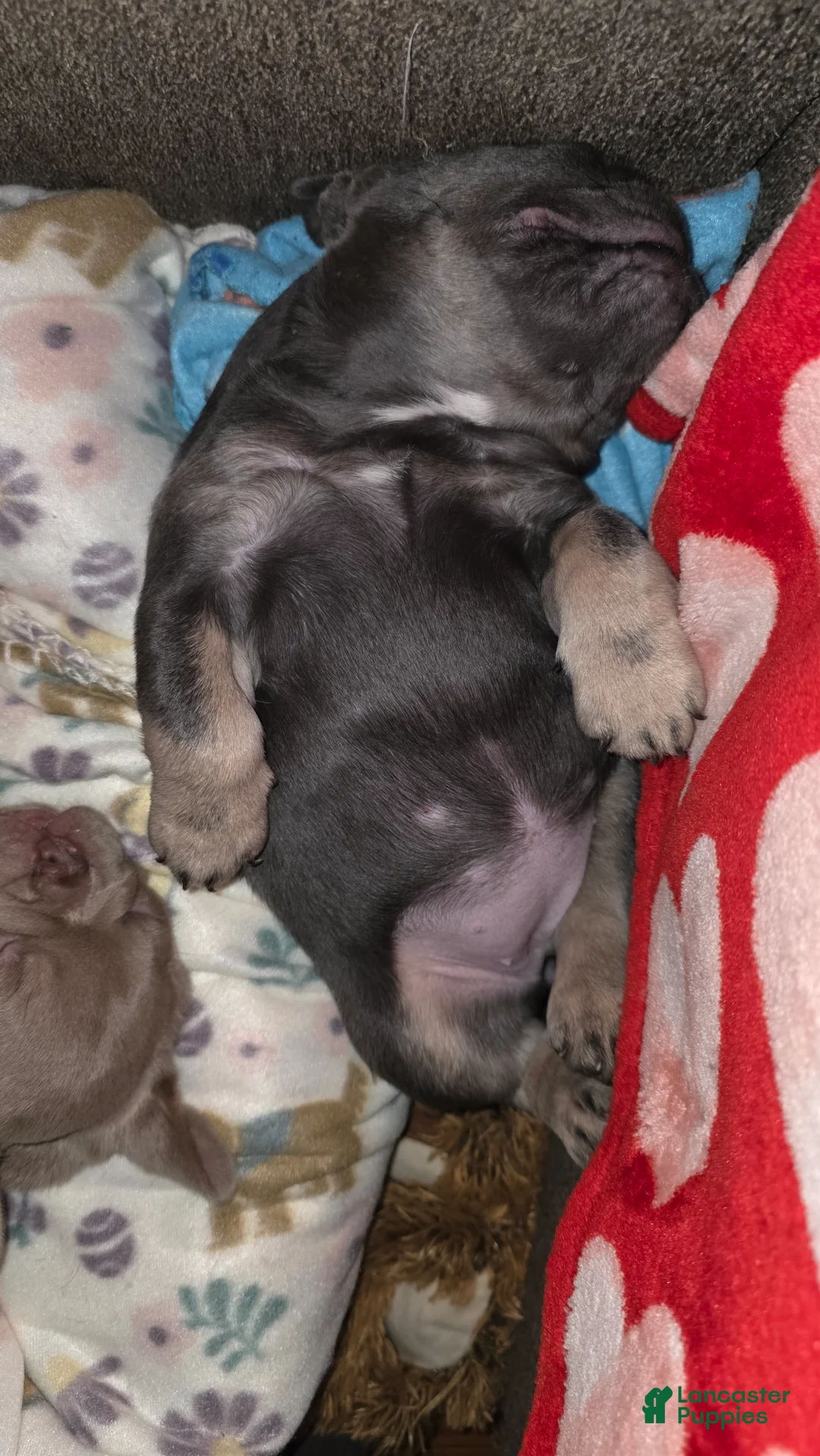 French Bulldog dogs for sale: Chanelle - Ad 3