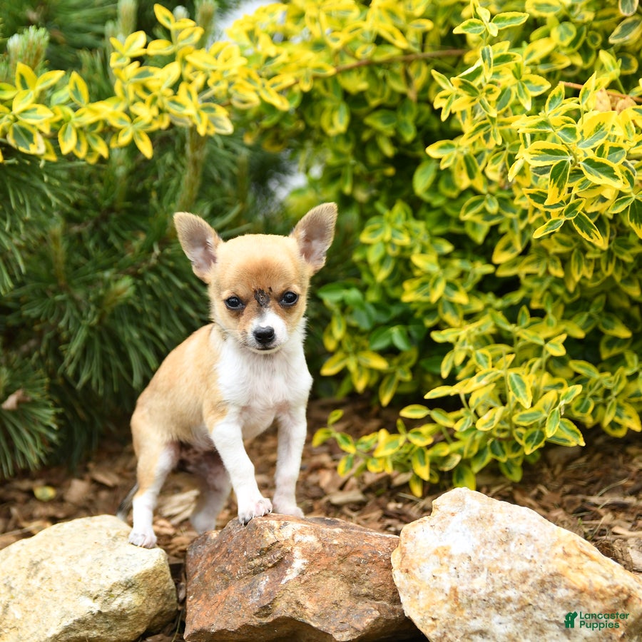 Chihuahua dogs Chelsea - Ad 1