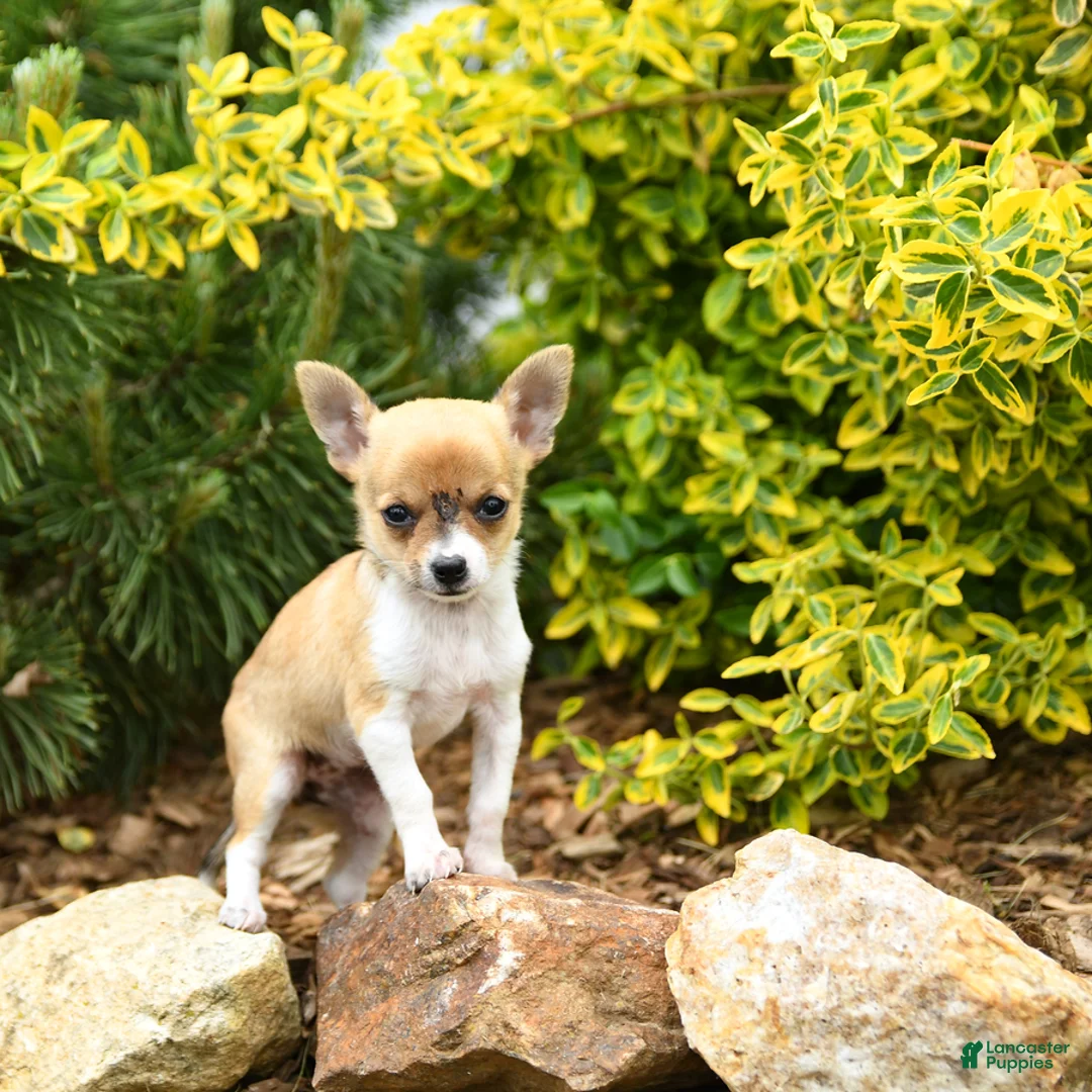 Chihuahua dogs for sale: Chelsea - Ad 1