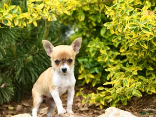Chihuahua dogs for sale: Chelsea - Ad 3