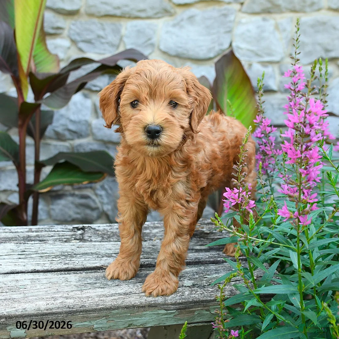 Mini Goldendoodle dogs for sale: George - Ad 1