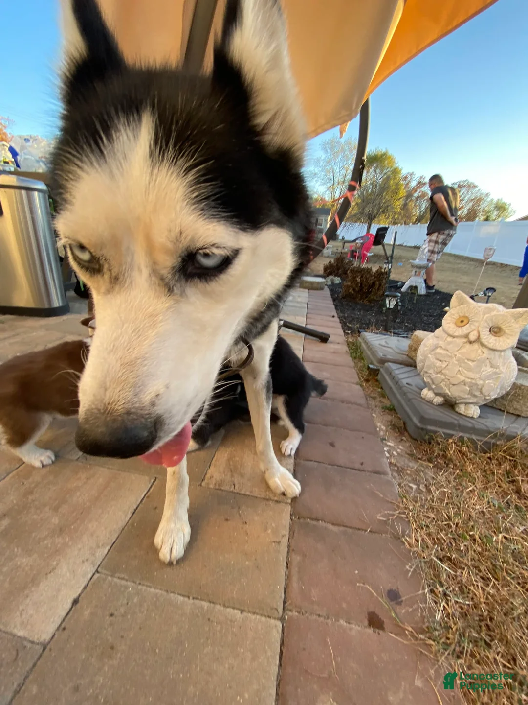 Gallery Image {{count}}