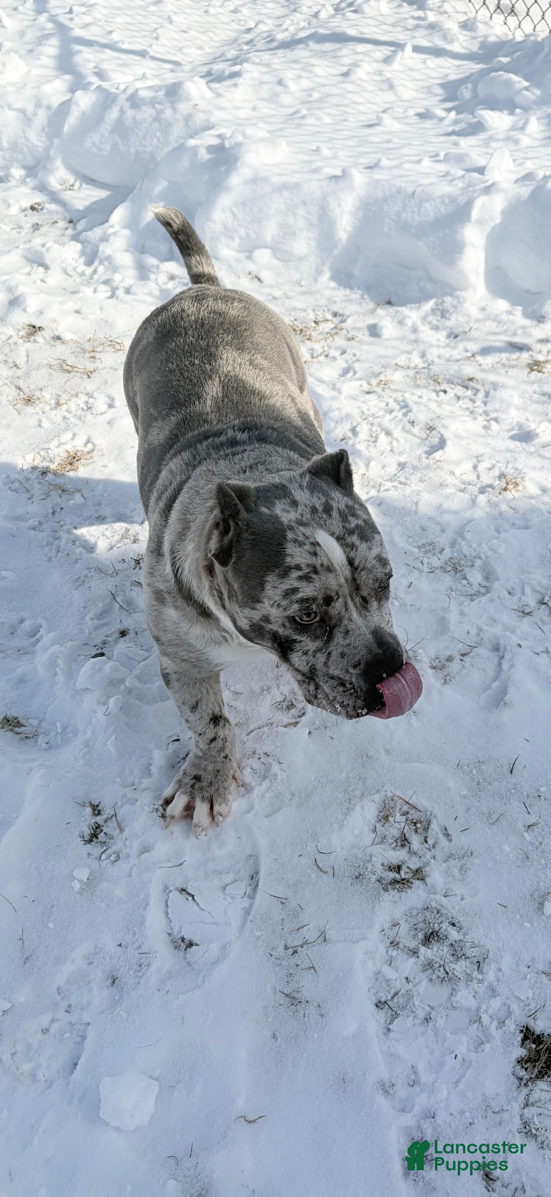 American Bully dogs APOLLO  - Ad 31