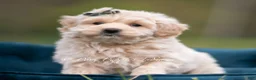 Maltipoo dogs for sale: Oakley - Ad 6
