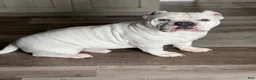 American Bully dogs for sale: American Bully 1 - Ad 6