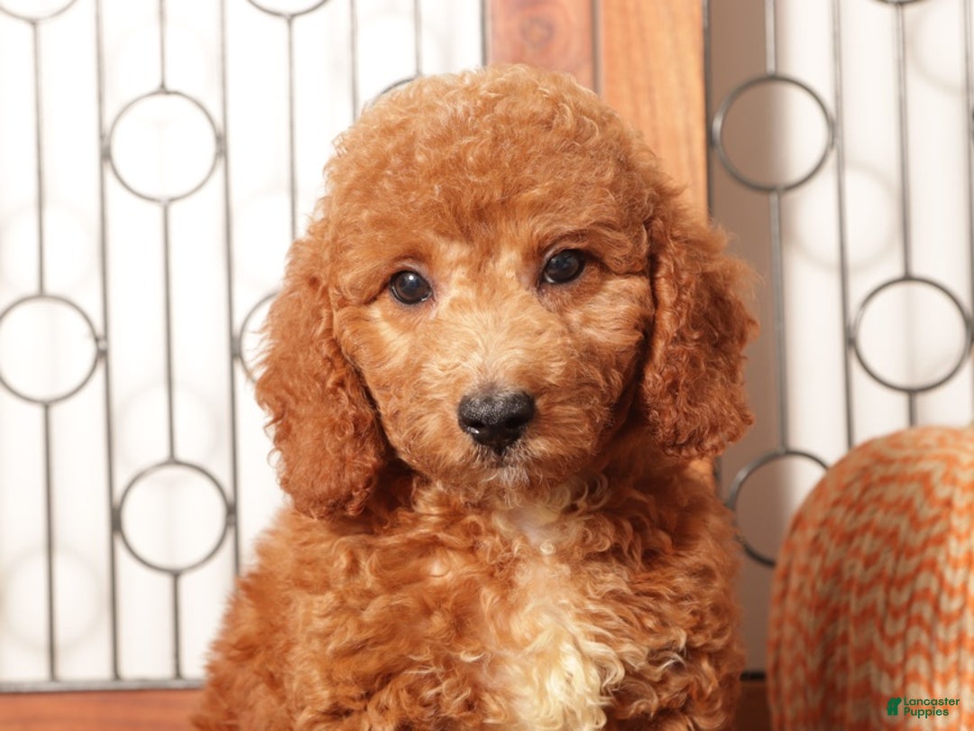 Mini Goldendoodle dogs for sale: Apple Female Mini Goldendoodle Puppy - Ad 2