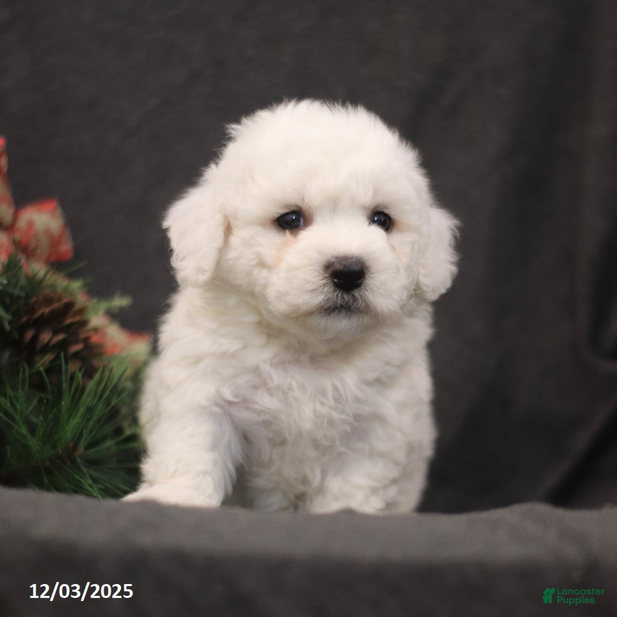 Bichon Frise dogs Juniper - Ad 42