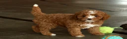 Cavapoo dogs for sale: Hazel - Ad 8