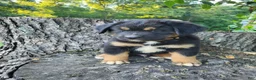 Mixed Breed dogs for sale: Oliver  - Ad 5