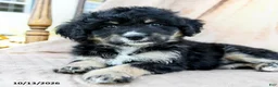 Mini Bernedoodle dogs for sale: Speckles - Ad 3