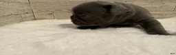 French Bulldog dogs for sale: Tobey - Ad 6