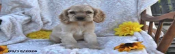 English Cocker Spaniel dogs for sale: Ricky Boy - Ad 4