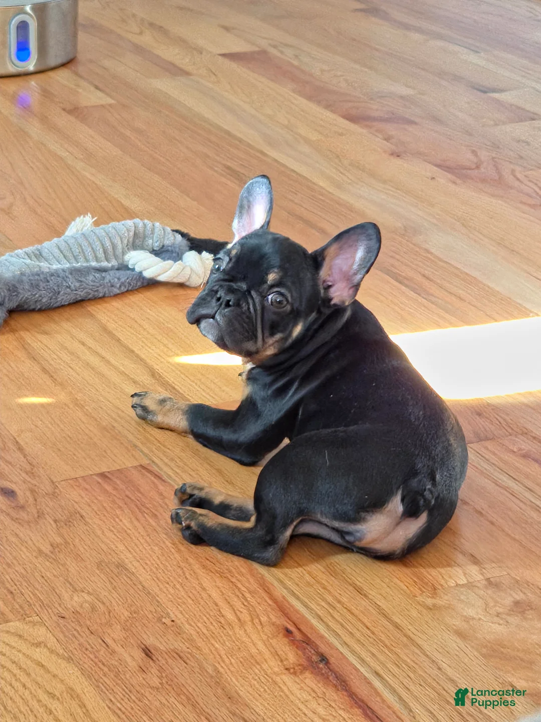 French Bulldog dogs for sale: Java french bulldog  - Ad 4
