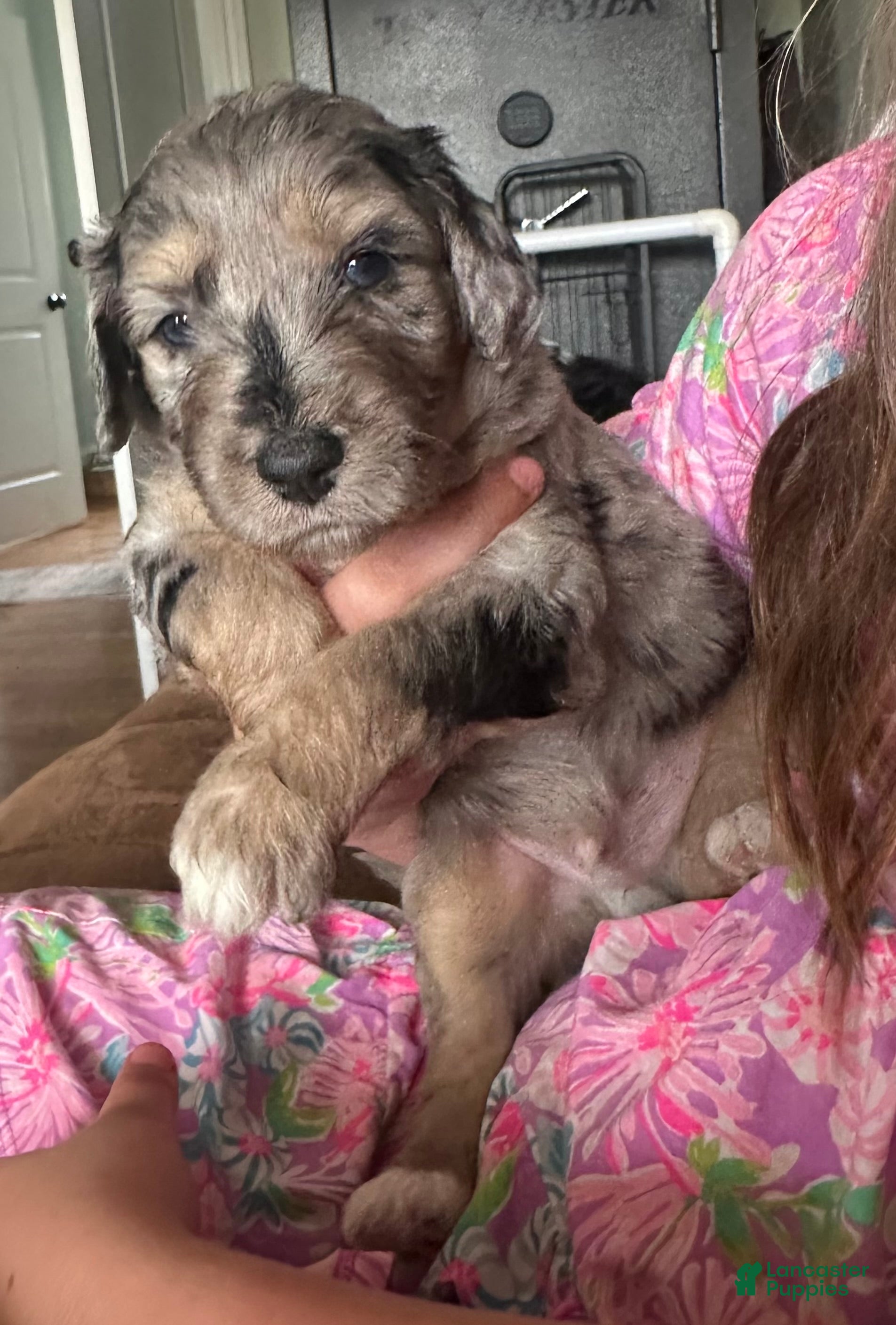 Aussiedoodle dogs Aussiedoodle Puppy 2 - Ad 22