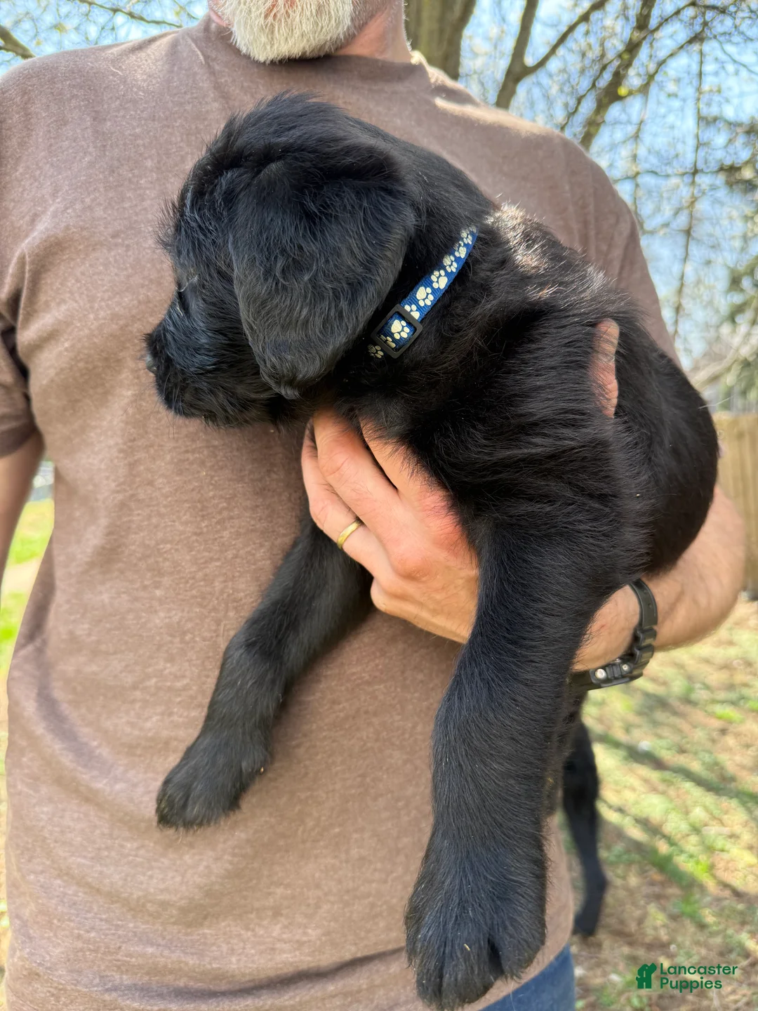 Mixed Breed dogs for sale: Mixed Breed Puppy 1 - Ad 2