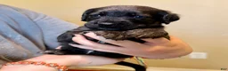 Mixed Breed dogs for sale: Ravioli - Ad 1