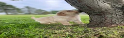 Golden Retriever dogs for sale: Daisy - Ad 5