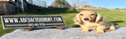 Miniature Dachshund dogs for sale: Miniature Dachshund Puppy 2 - Ad 3