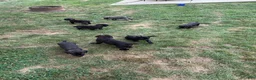 Cane Corso dogs for sale: White collar - Ad 7