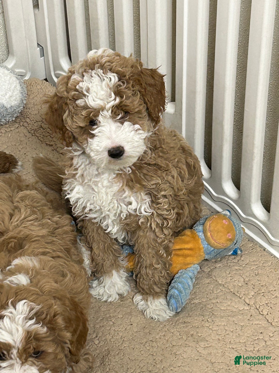 Mini Goldendoodle dogs for sale: Petite Tuxedo Mini Goldendoodle Mr. Perfection - Ad 2