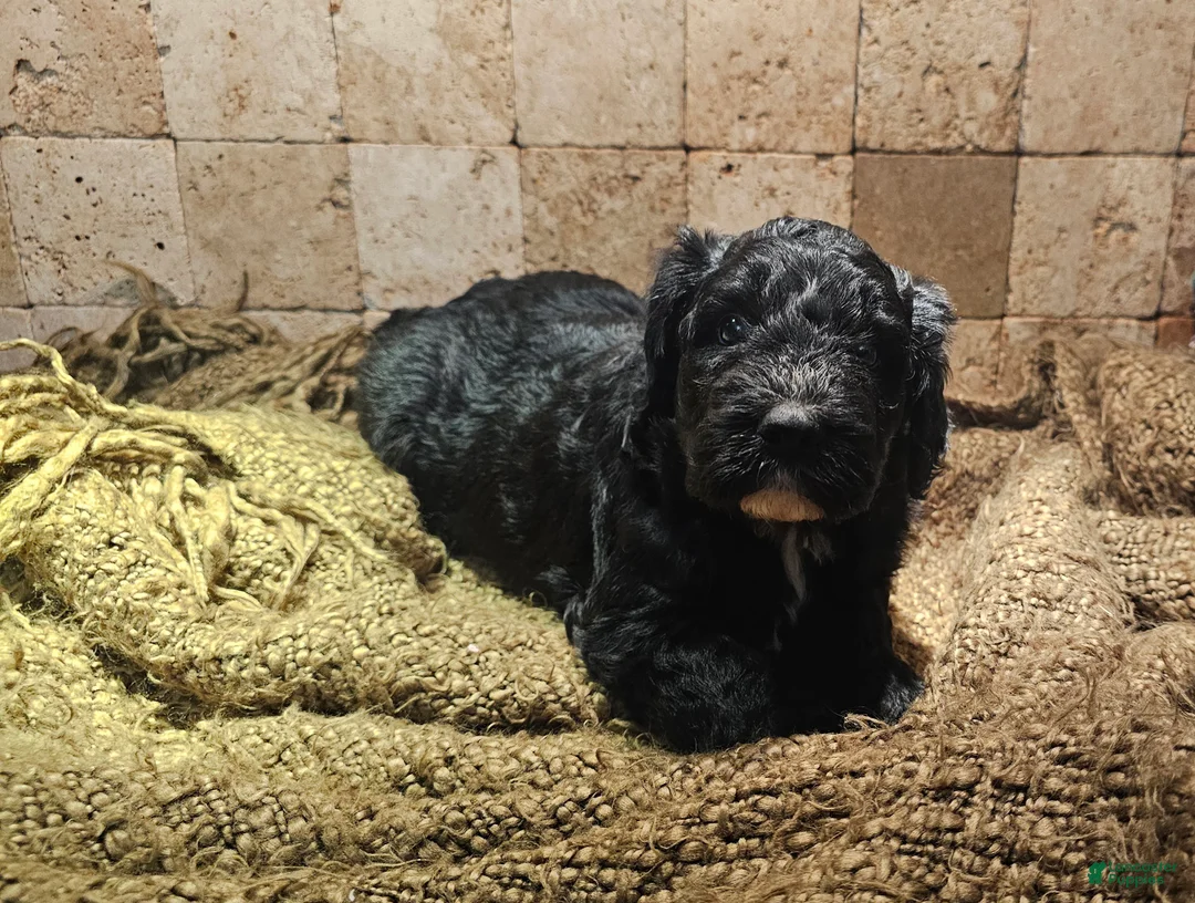 Sheepadoodle dogs for sale: Brody - Ad 1