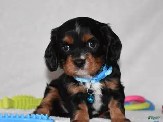 Cavalier King Charles Spaniel dogs Parker - Ad 38