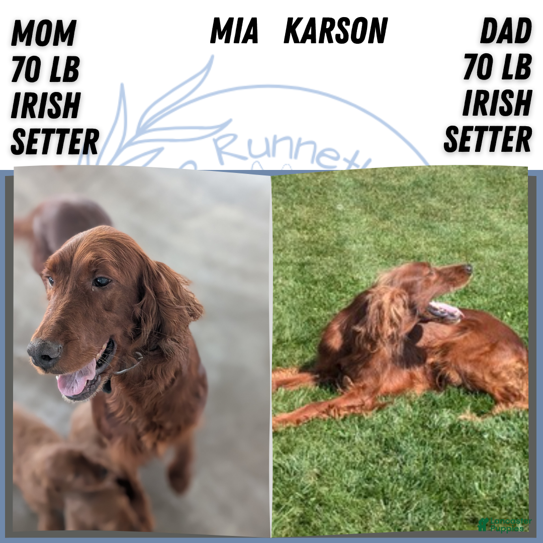 Irish Setter dogs for sale: Elmo - Ad 10