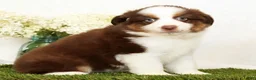 Miniature Australian Shepherd dogs for sale: Pepper - Ad 5