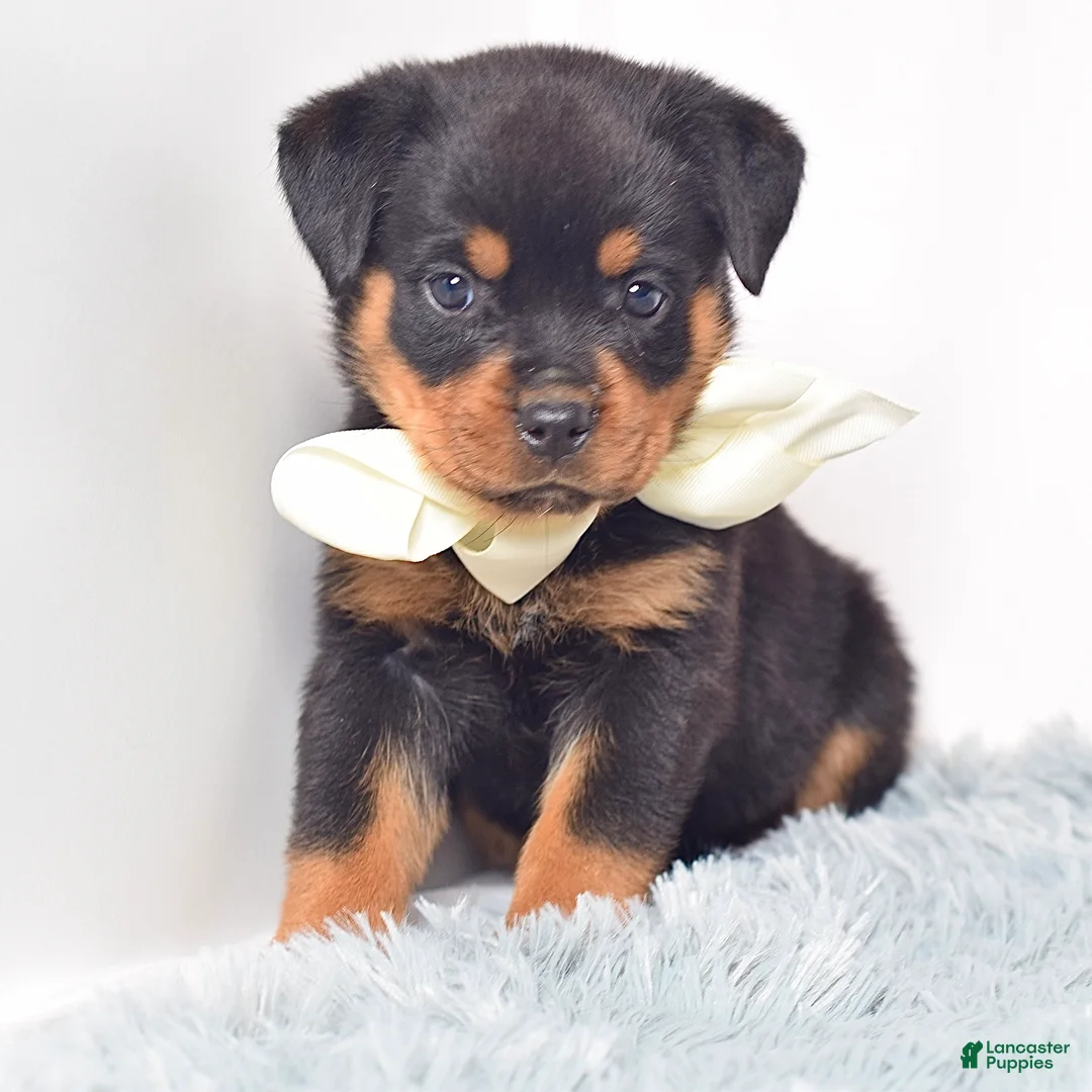 Rottweiler dogs for sale: Raven - Ad 1