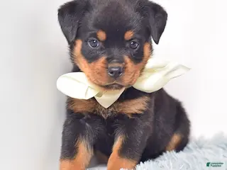 Rottweiler dogs for sale: Raven - Ad 1
