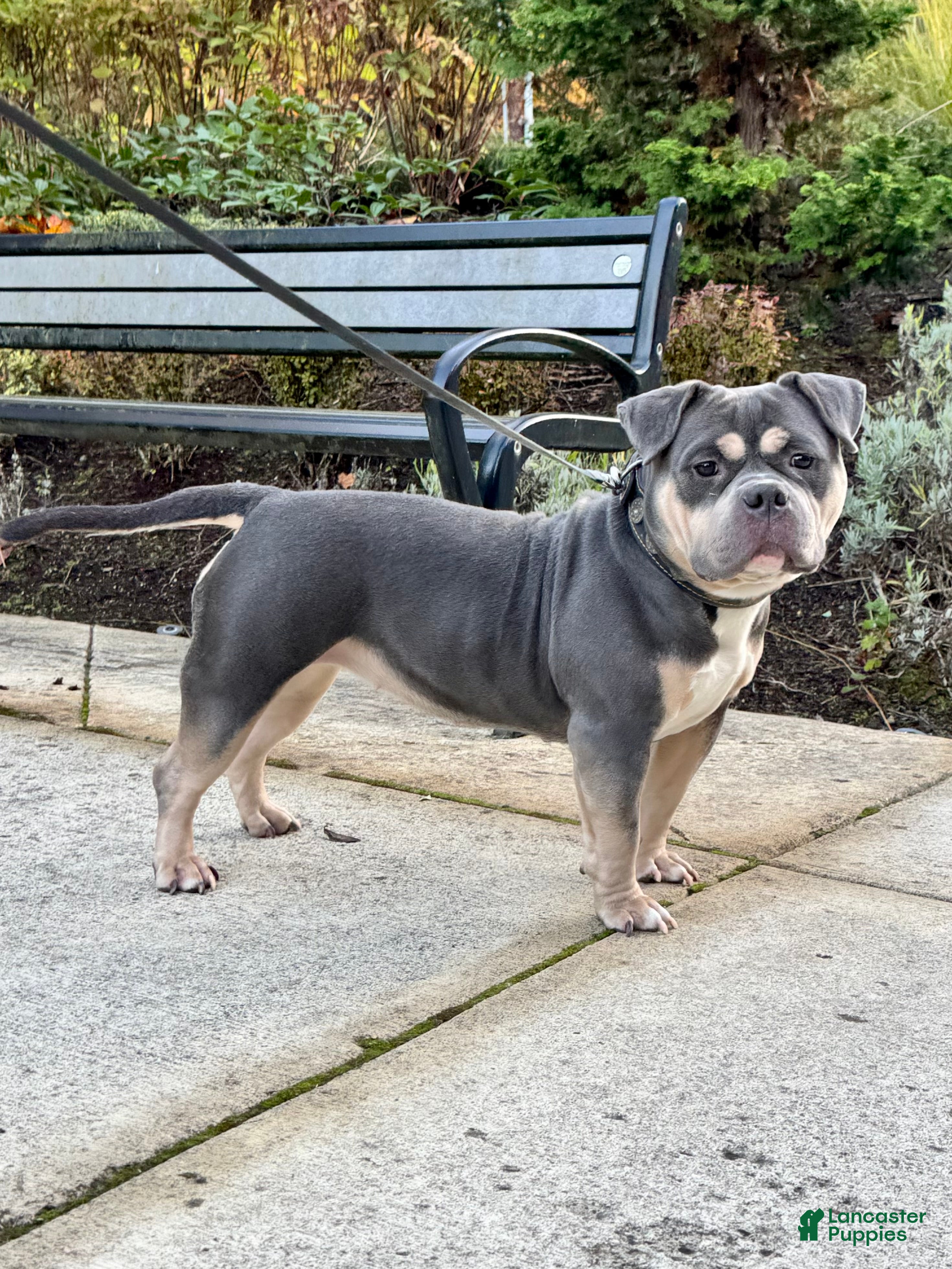 American Bully dogs for sale: GORGEOUS BLUE-TRI POCKET BULLY - Ad 1