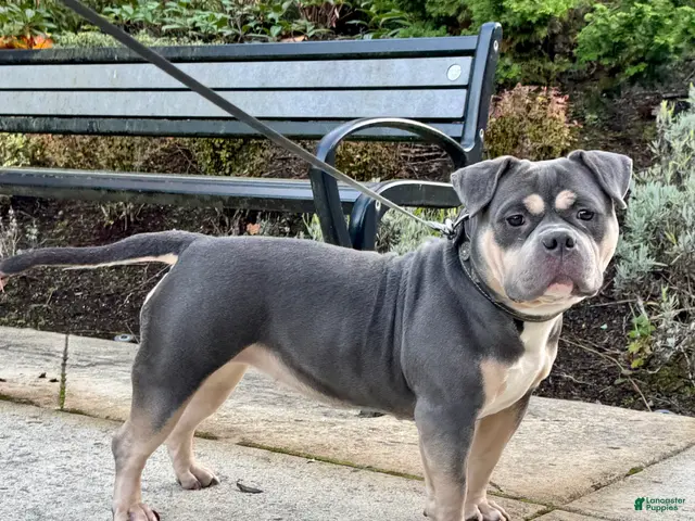 American Bully dogs for sale: GORGEOUS BLUE-TRI POCKET BULLY - Ad 1