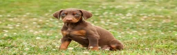 Doberman Pinscher dogs for sale: DUKE - Ad 12