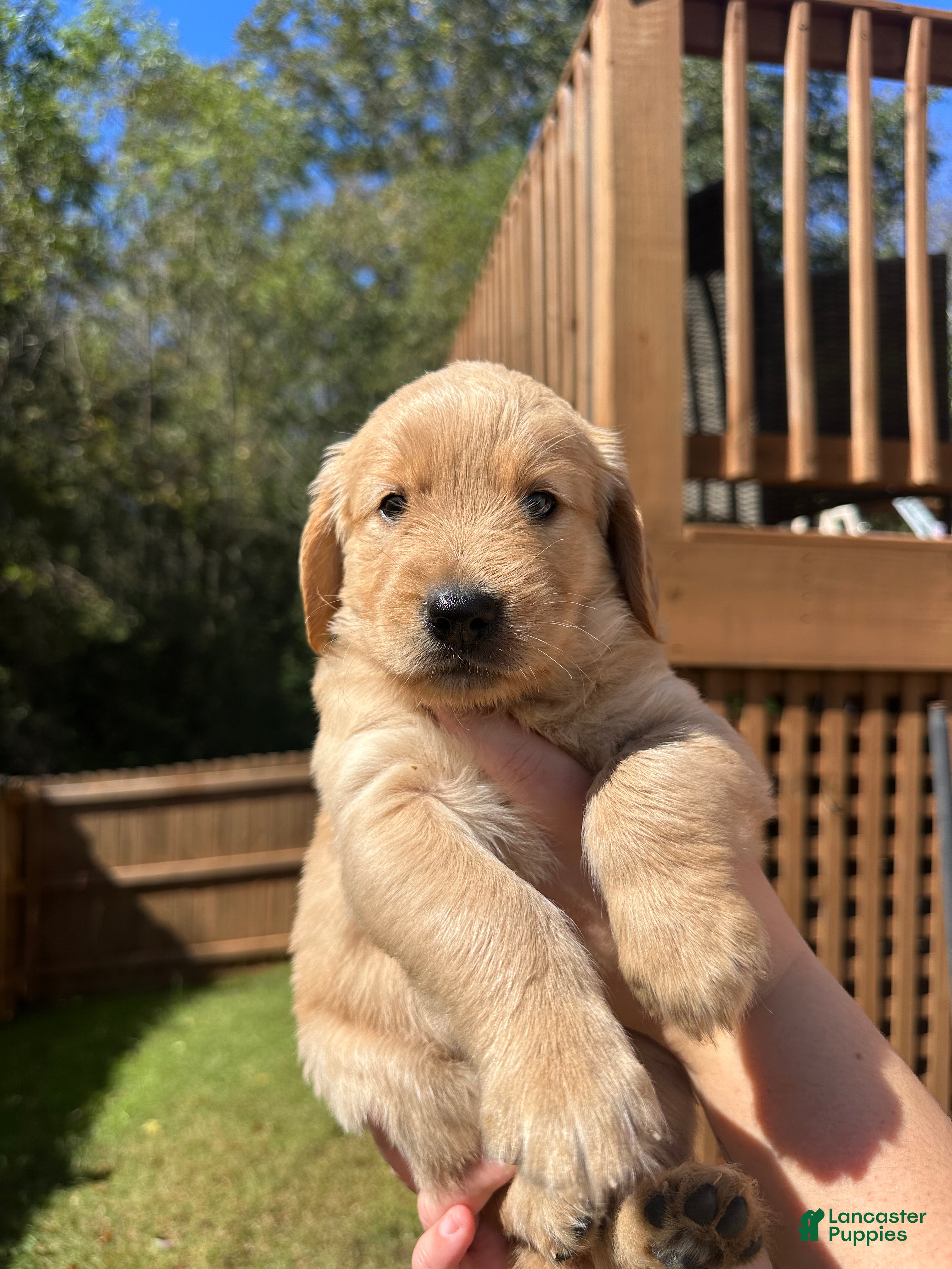 Golden Retriever dogs for sale: Golden Retriever Litter photos.  - Ad 1