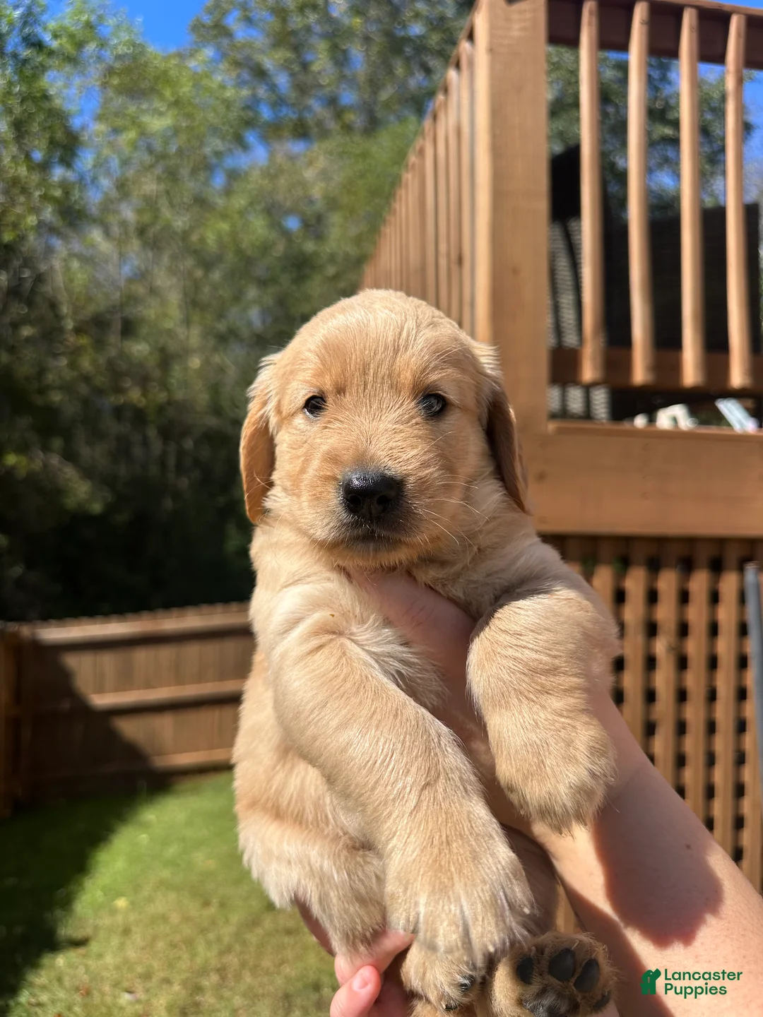 Golden Retriever dogs for sale: Golden Retriever Litter photos.  - Ad 1