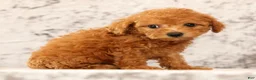 Havapoo dogs for sale: Denver - Ad 7