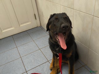 Tibetan Mastiff dogs Buffalo Wings - Ad 2