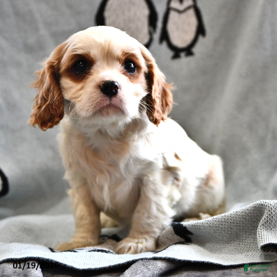 Cavalier King Charles Spaniel dogs Sam - Ad 19