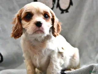 Cavalier King Charles Spaniel dogs Sam - Ad 9