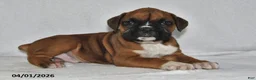 Boxer dogs for sale: Stellan - Ad 3