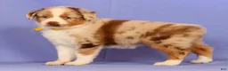 Miniature Australian Shepherd dogs for sale: Debra - Ad 4