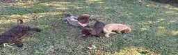 Goldendoodle dogs for sale: Passion - Ad 10