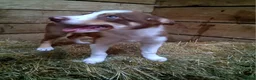 Border Collie dogs for sale: Border Collie 3 - Ad 4