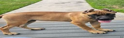 Cane Corso dogs for sale: MAX - Ad 5