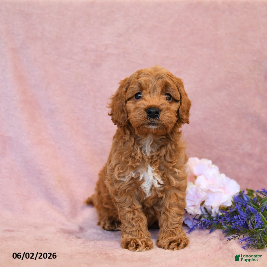 Cavapoo dogs Franklin - Ad 1