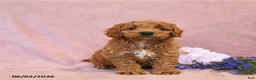Cavapoo dogs for sale: Franklin - Ad 2