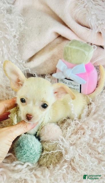 Chihuahua dogs Chihuahua Puppy 1 - Ad 1