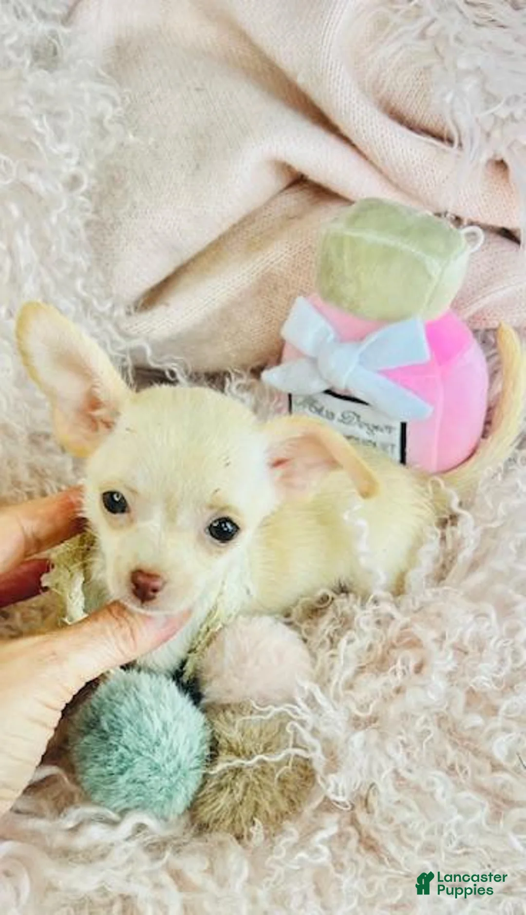 Chihuahua dogs for sale: Chihuahua Puppy 1 - Ad 2